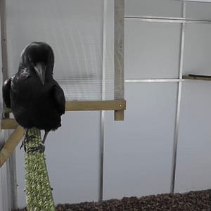 Crow for Sale